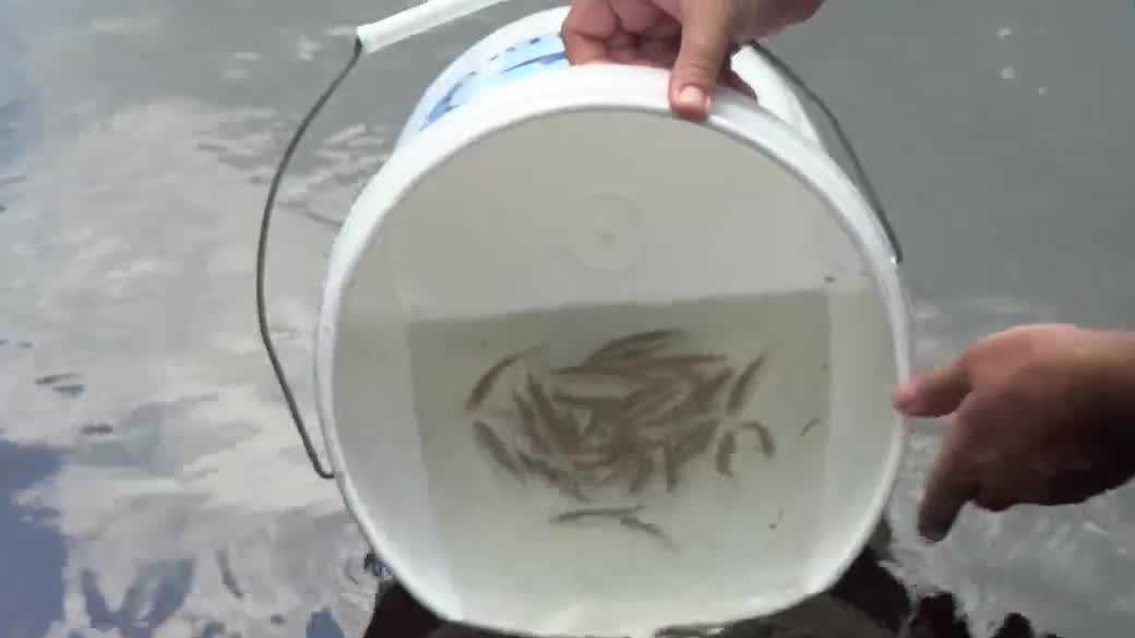 Thousands of snook released at Tippecanoe Environmental Park in Charlotte County