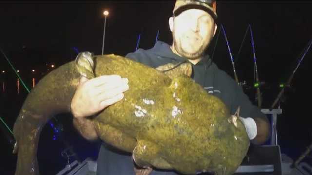 Giant catfish caught on Ohio River by Beaver County fisherman