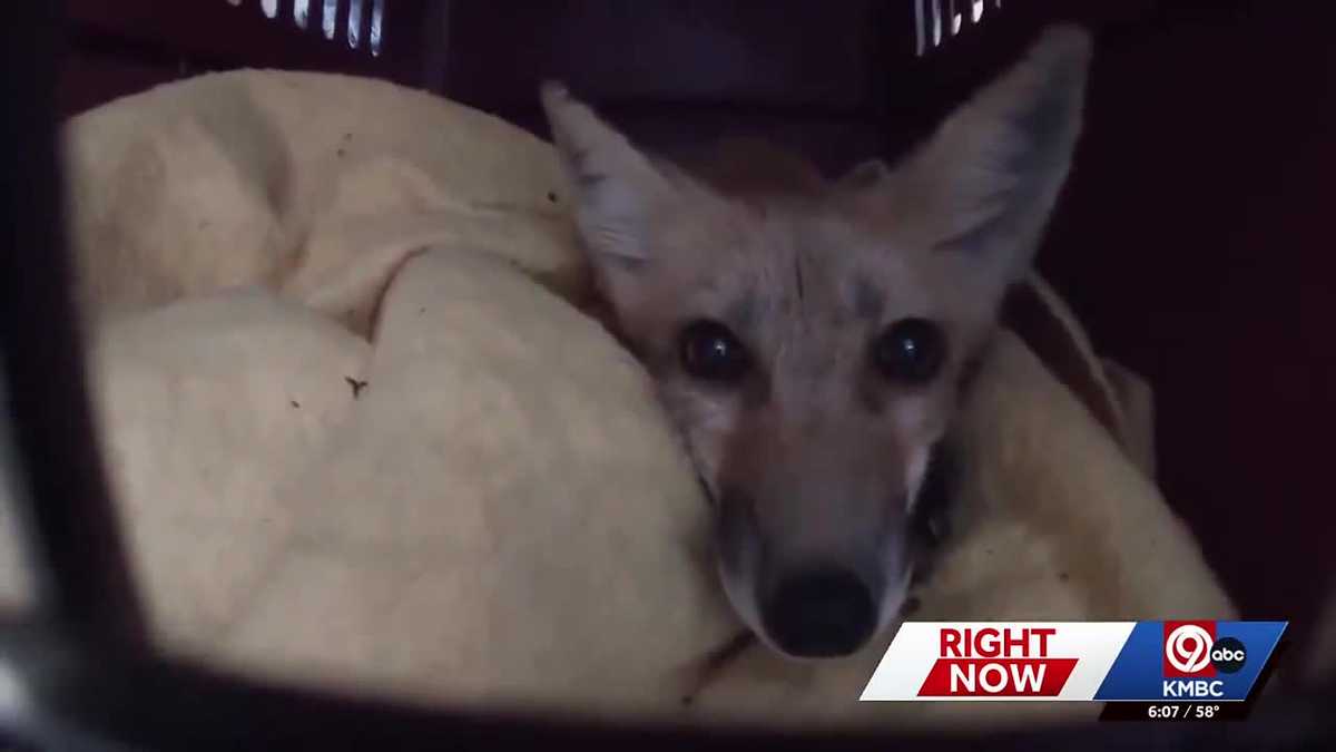 Wild Souls Rescue to shut Blue Springs facility but continue wildlife rehabilitation in Lone Jack