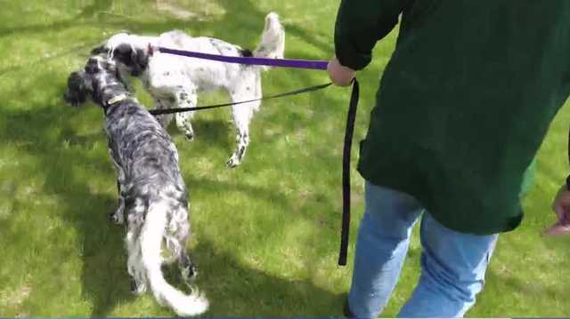Hunting dogs reunited with Iowa owners after running off during bad weather - Vimarsana News