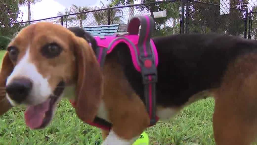 Beagle rescued from Wisconsin research facility finds forever home in Bonita Springs