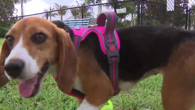 Beagle rescued from Wisconsin research facility finds forever home in Bonita Springs