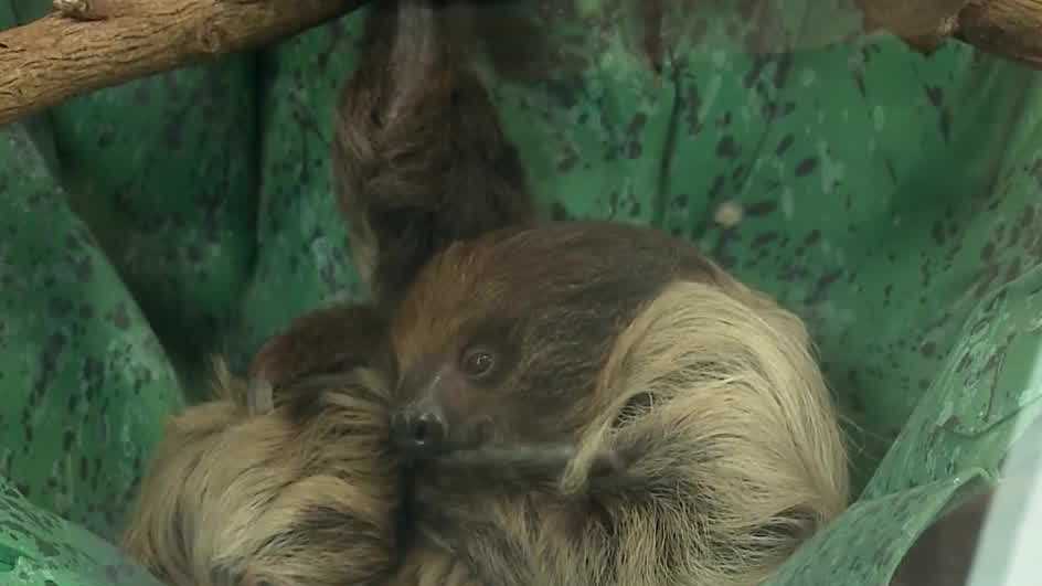 Groundhog Day: Phil made his prediction, but what did the Louisville