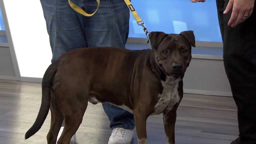 WESH 2 the Rescue: Beau at SPCA of Brevard ready for adoption