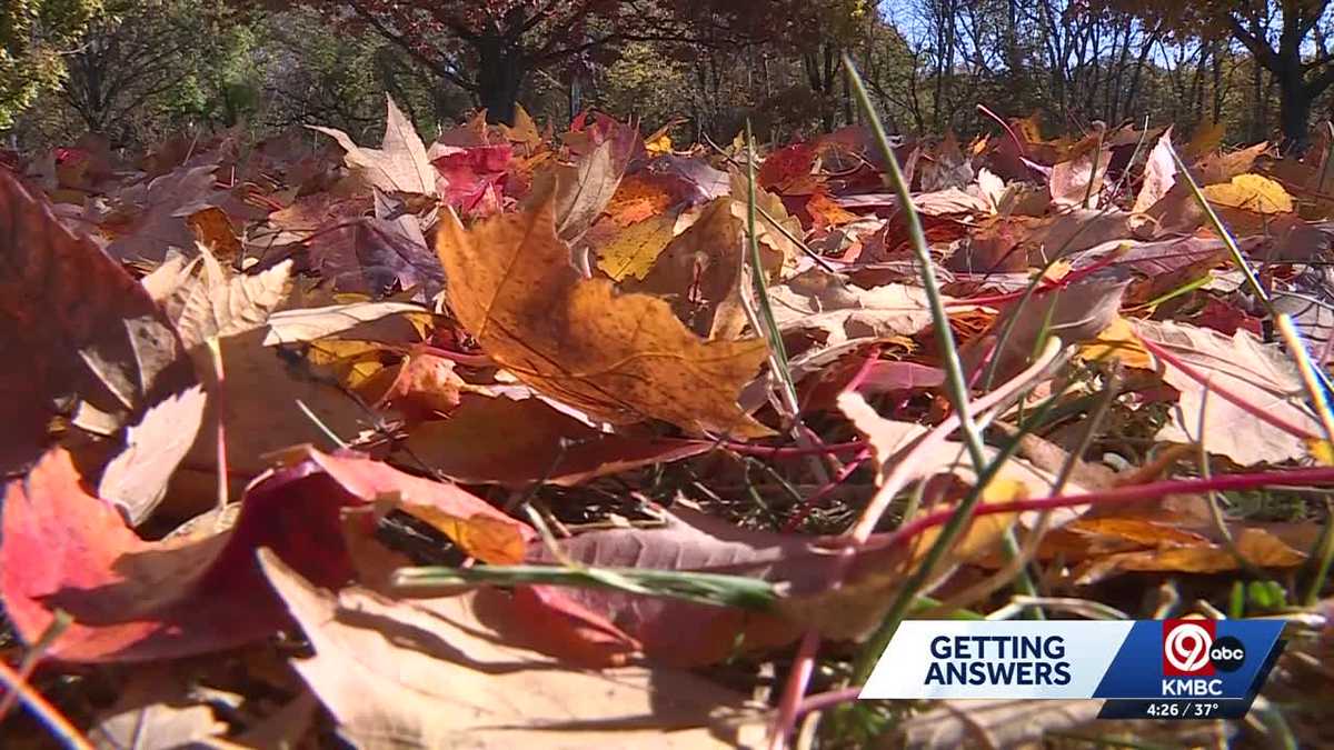 Raking vs. mulching: Options when cleaning up leaves in your yard