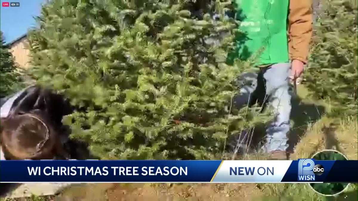 Wisconsin Christmas tree season goes virtual