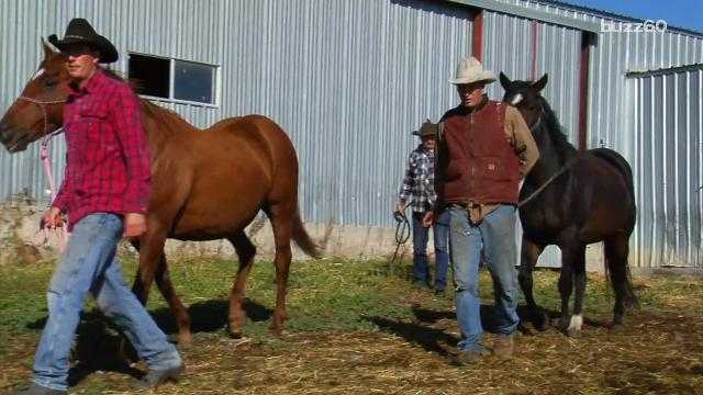 Horses Learn to Communicate with People