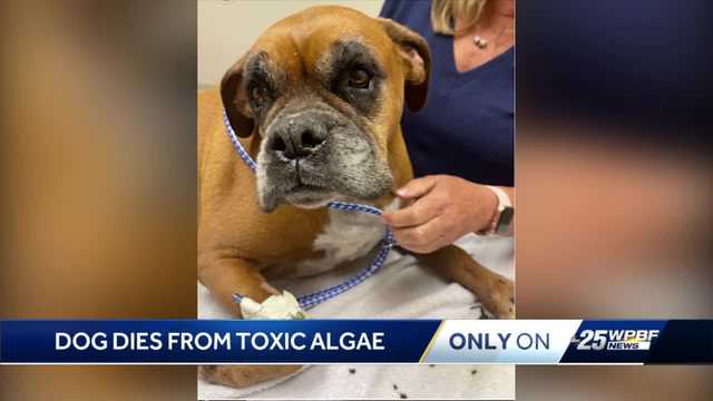 Exclusive: Tests confirm dog died from toxic blue green algae in the C-51 canal - Vimarsana News