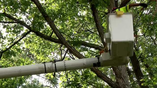 Utilities urge caution around power lines while trimming trees - Vimarsana News