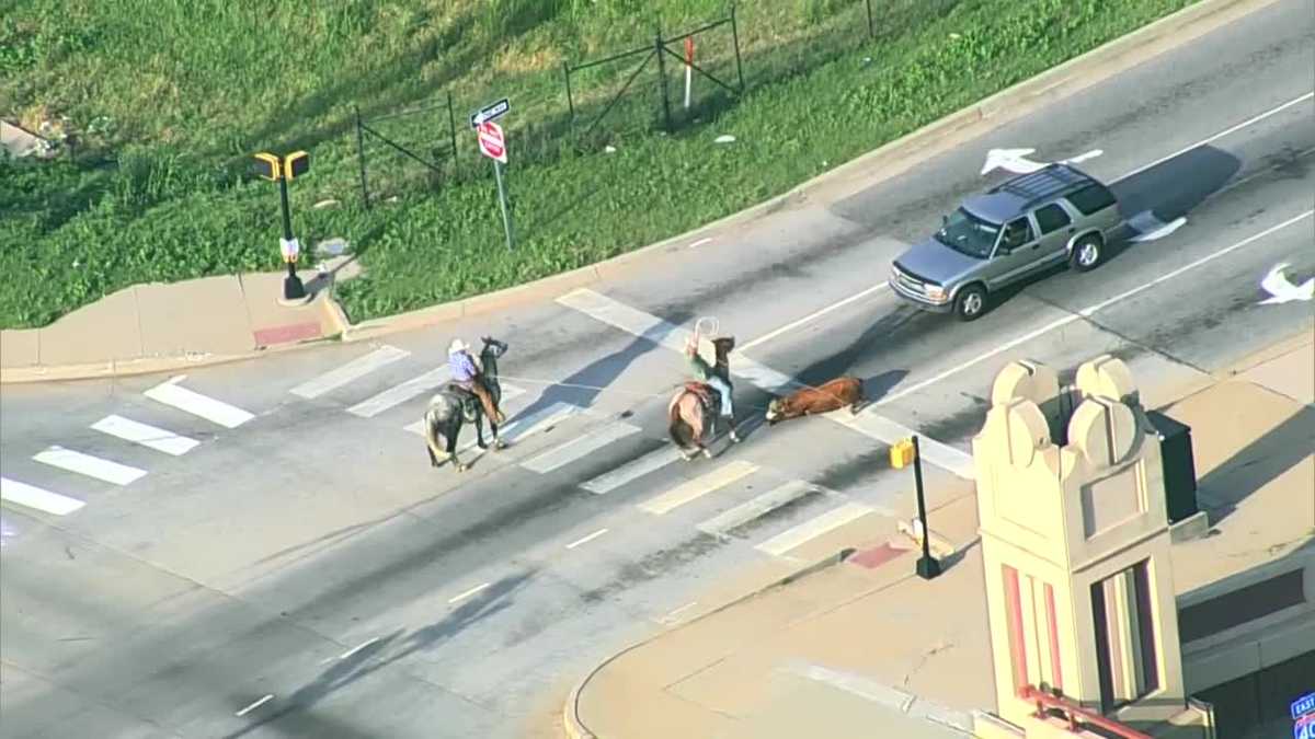 WATCH: Cowboys, emergency crews wrangle cow loose on busy Oklahoma City highway