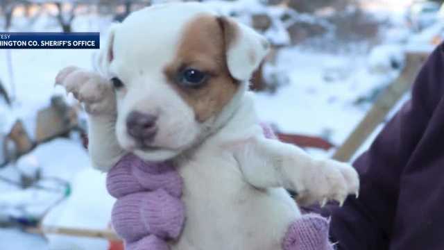 34 dogs seized in Washington County improving, humane society says - Vimarsana News