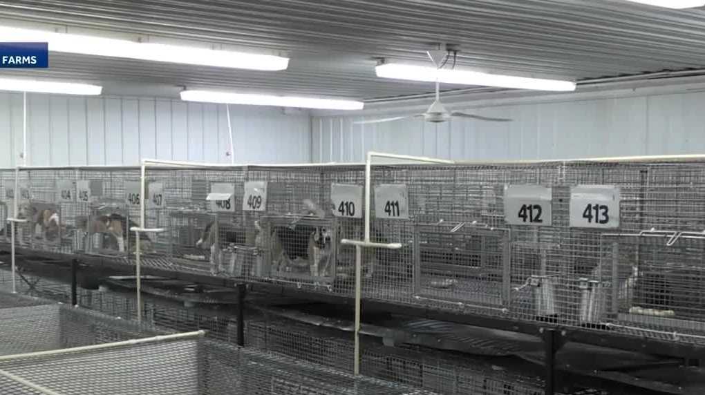 1,500 beagles rescued from Wisconsin testing facility find new homes