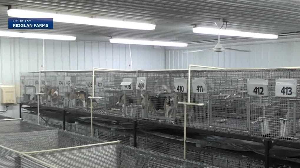Animal Rescue League of Iowa among groups taking in rescued beagles - KCCI