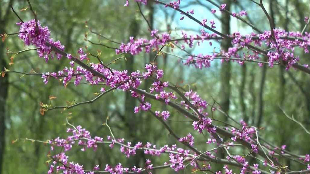Warmer spring brings early allergy season, but may reduce peak intensity