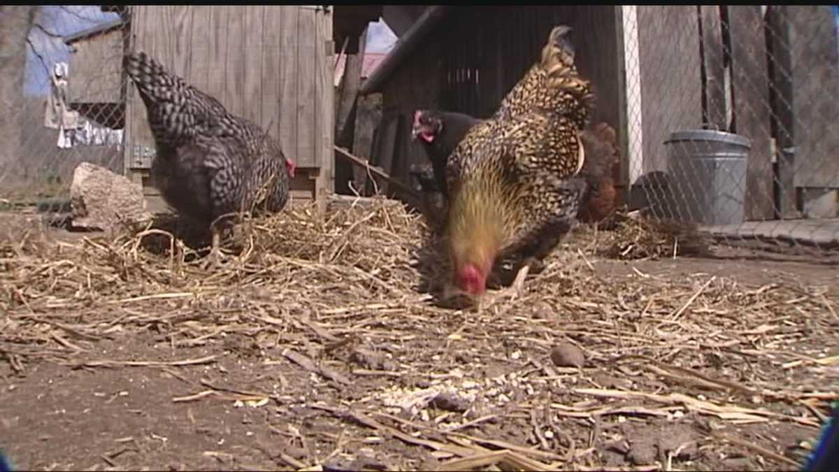 Oklahoma City closes in on backyard chickens