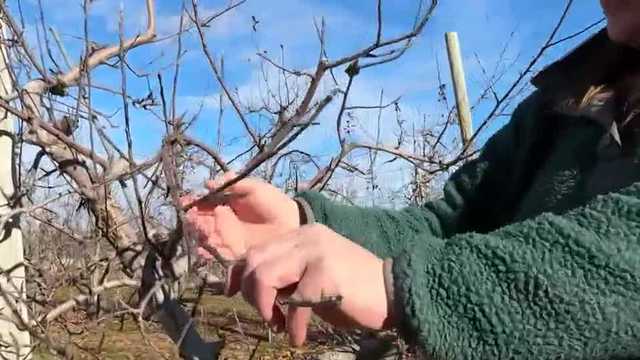 NH growers hopeful for good year after weather challenges of 2023 - Vimarsana News