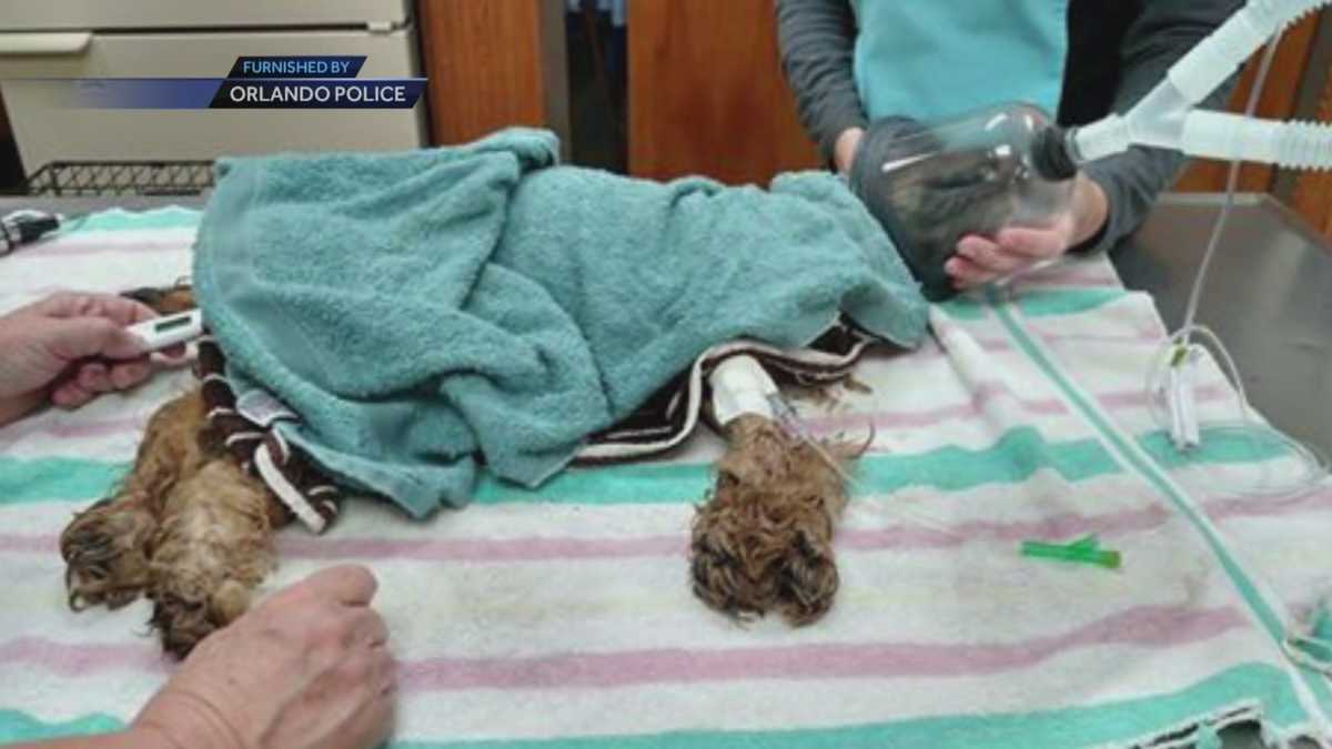 Woman arrested after leaving dog in hot car, Orlando police say