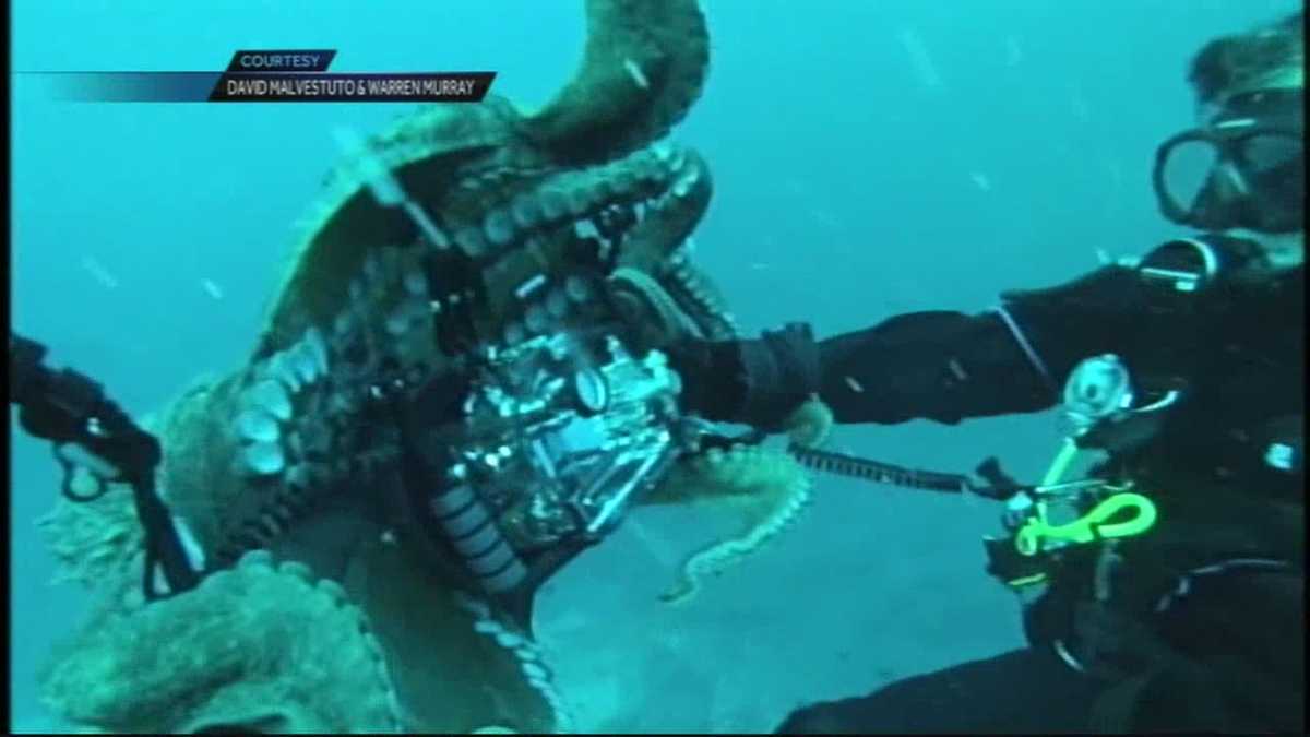 Giant octopus wrestles Monterey Bay ocean diver underwater