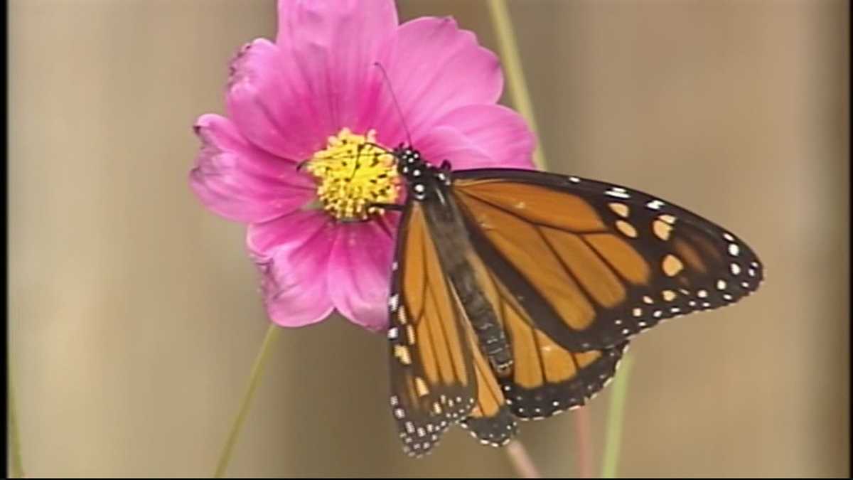 Beautiful monarch butterflies return to Santa Cruz