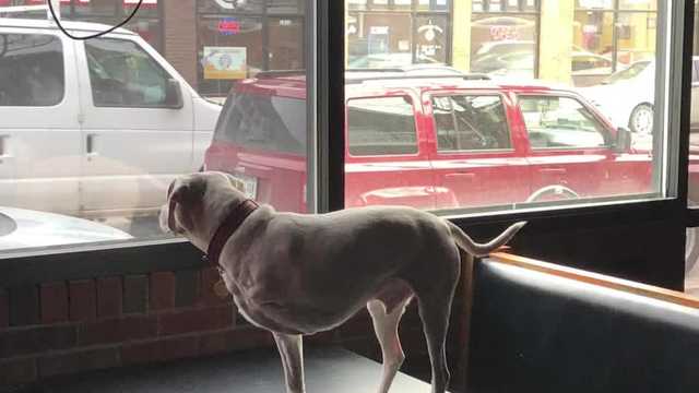 Des Moines music community mourns loss of three-legged dog - Vimarsana News