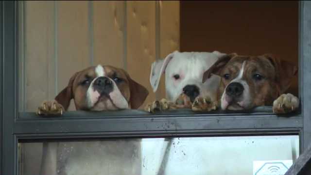 Dogs seized from deplorable conditions at home of Fayette County couple - Vimarsana News