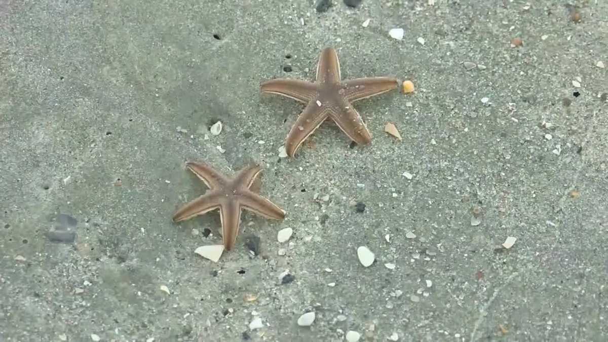 Starfish wash ashore on South Carolina beach