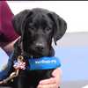 Puppy with a Purpose: Updates on Gunner's training and travels to DC