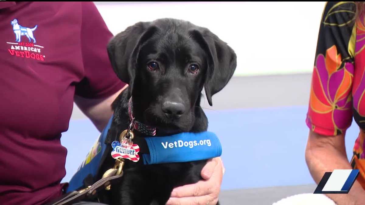 Puppy with a Purpose update: Gunner's training and travels to DC