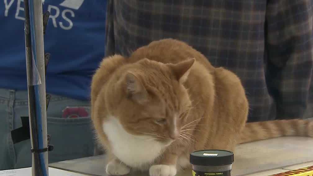 Southside Pet Shop closes after 50 years in Louisville