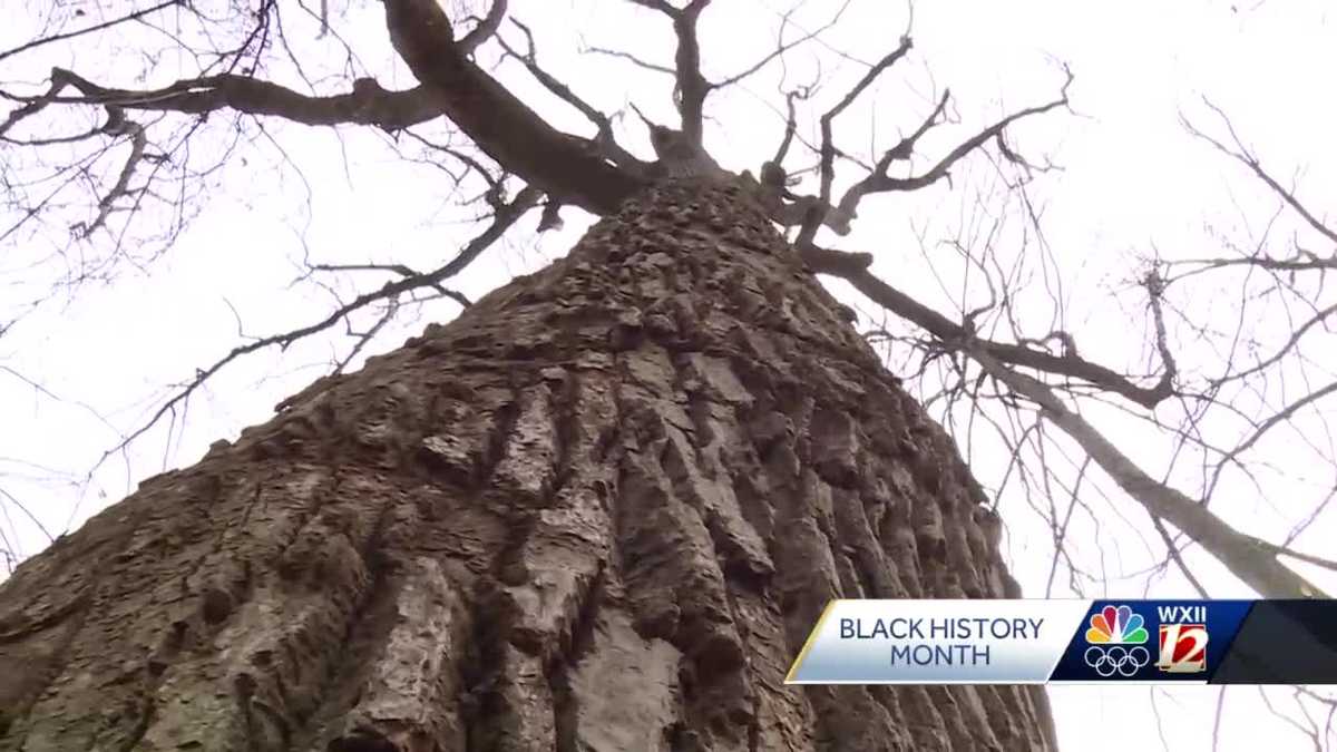 Brockton seeks to acquire Liberty Tree tied to Underground Railroad