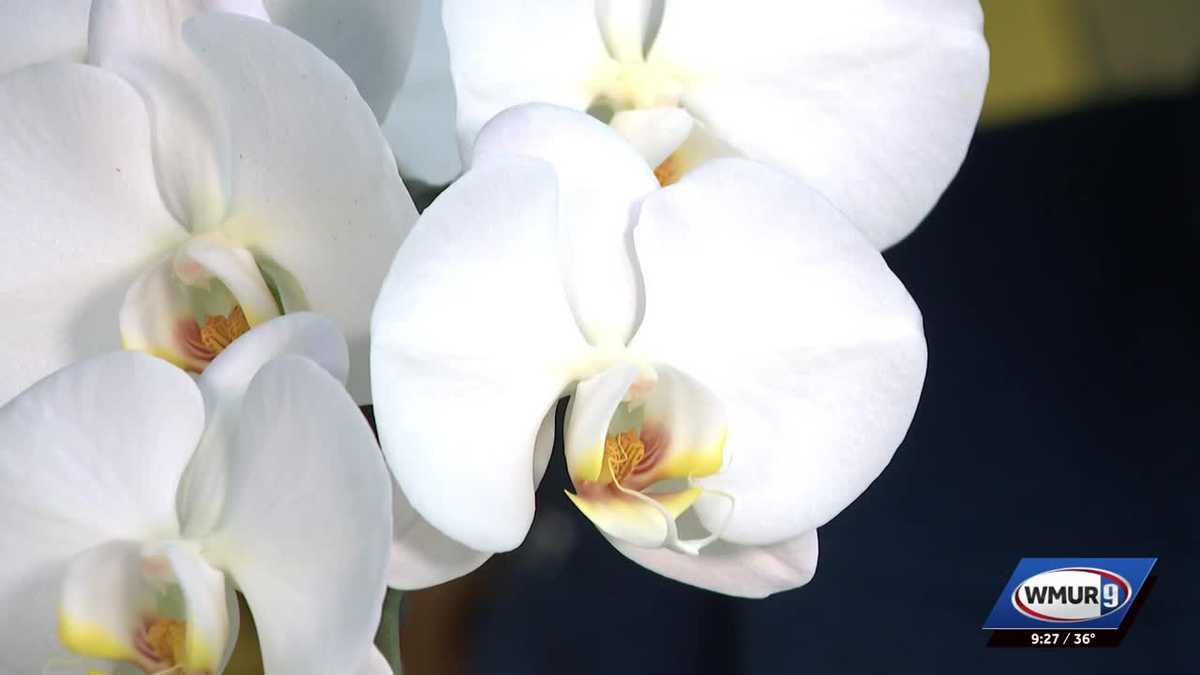 Grow it Green: Orchid care for beginners
