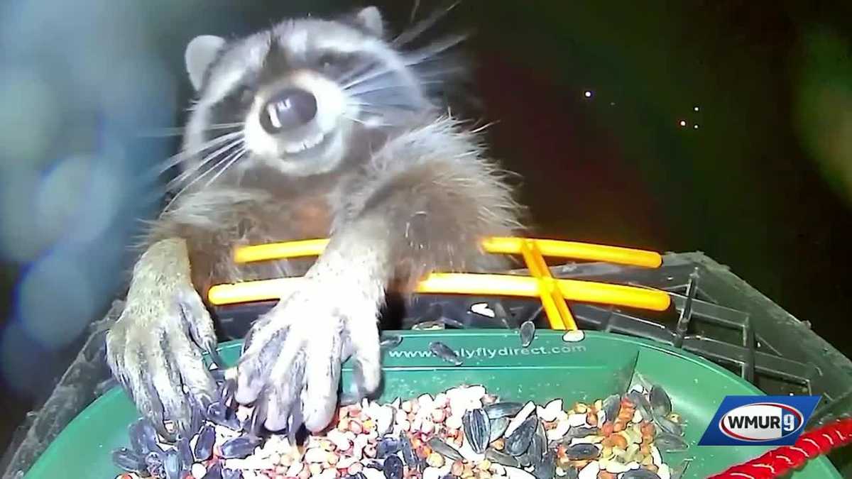 Raccoon captured eating handfuls of birdseed in Derry, New Hampshire