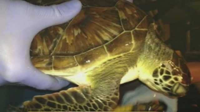 Restoration project killing endangered sea turtles along Palm Beach