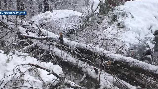 Girl injured when tree falls on her in Derry - Vimarsana News