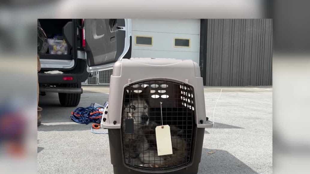 'It was all hands on deck': Nebraska Humane Society helps after 52 animals removed from Nebraska home