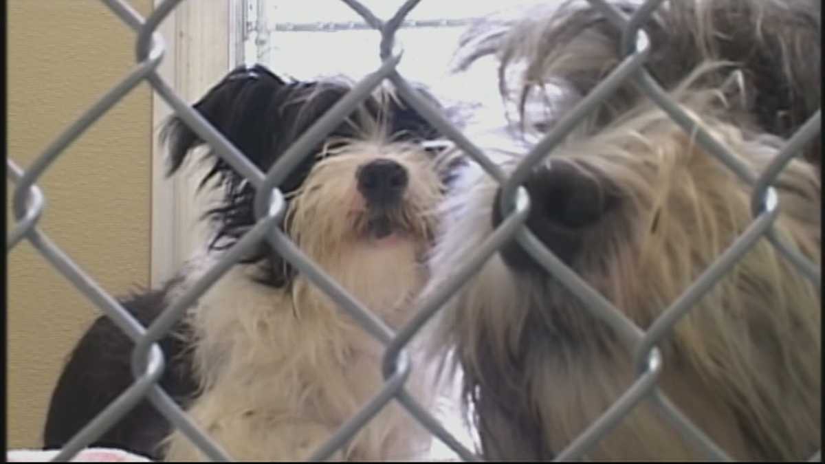 Dogs and puppies seized from home