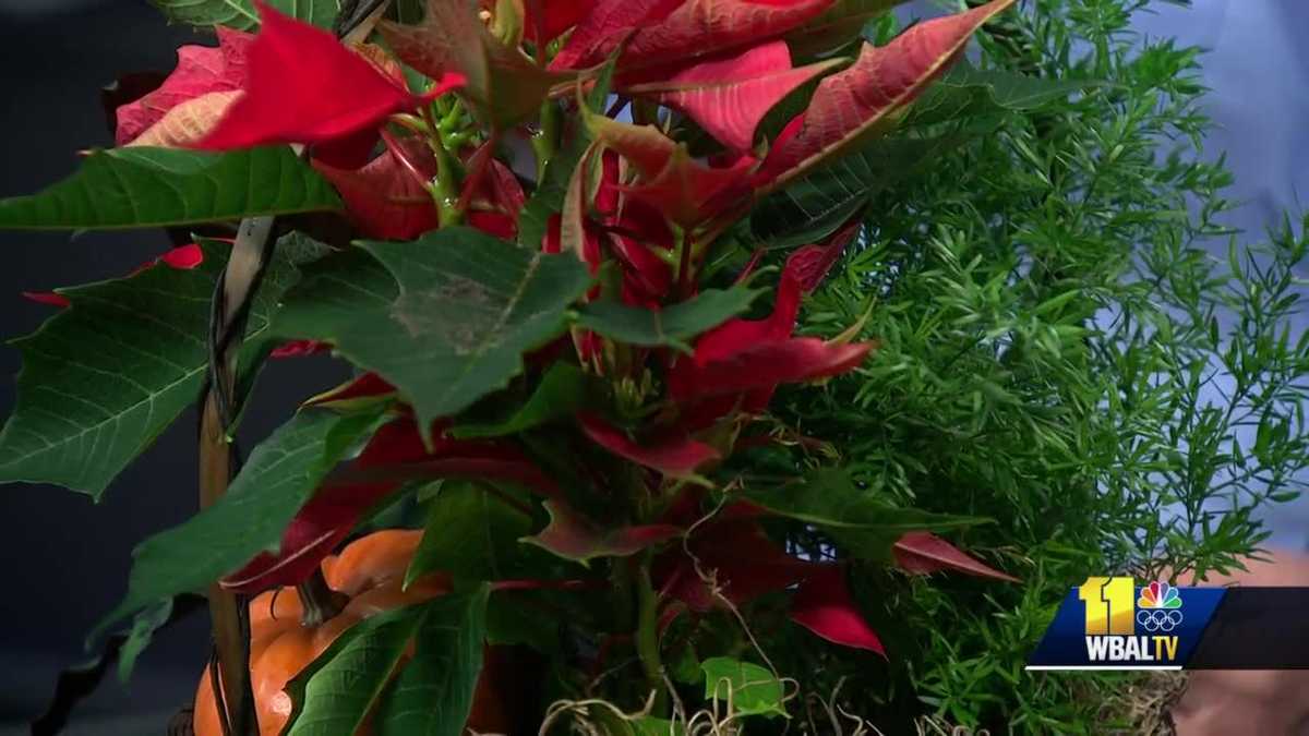 Plant Questions How to take care of my Poinsettia?