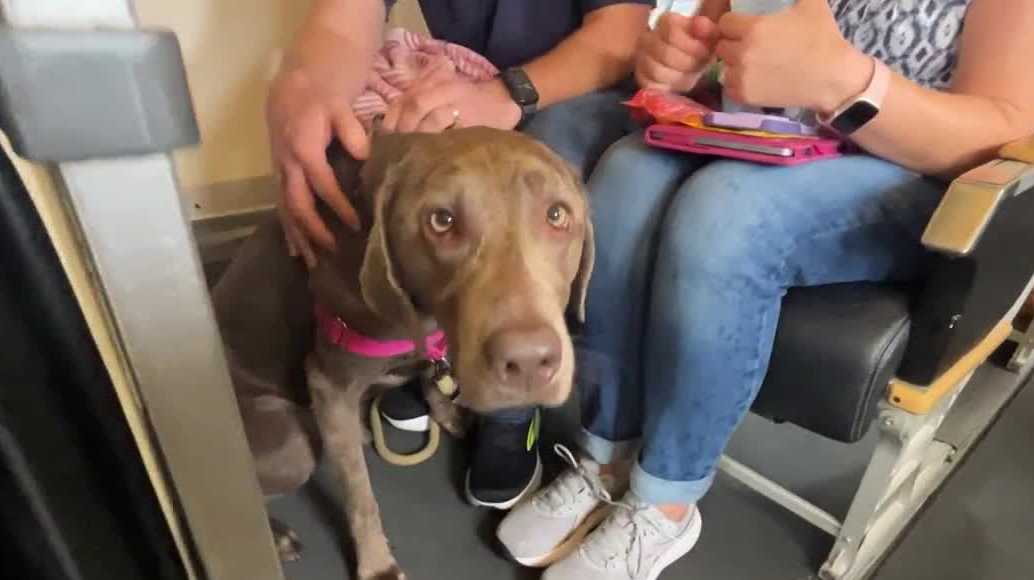 Pet-friendly airline lets dogs ride in the cabin, complete with snacks