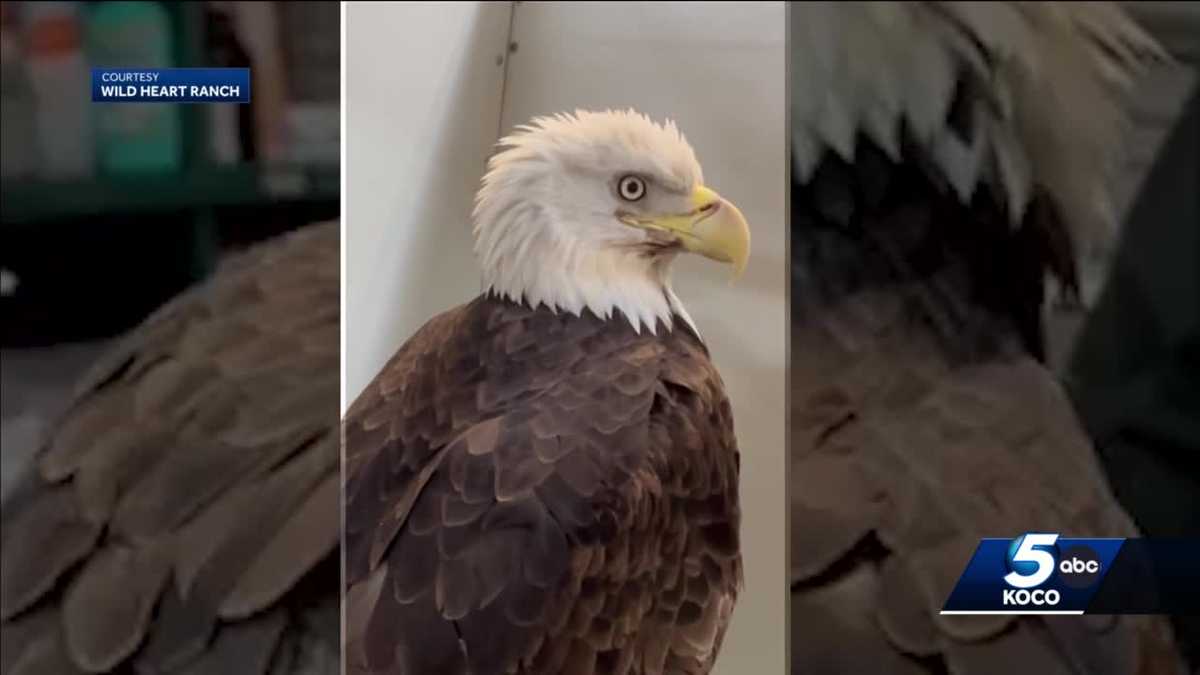 Oklahoma bald eagle dies due to lead poisoning, rescue says