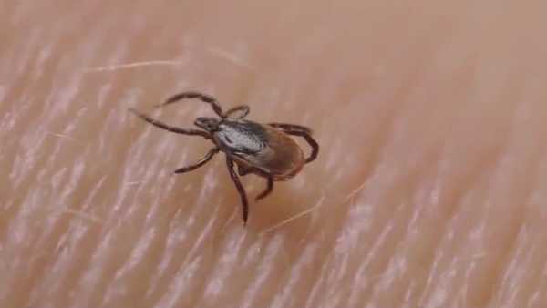warmer weather brings more bugs: how to prevent tick bites