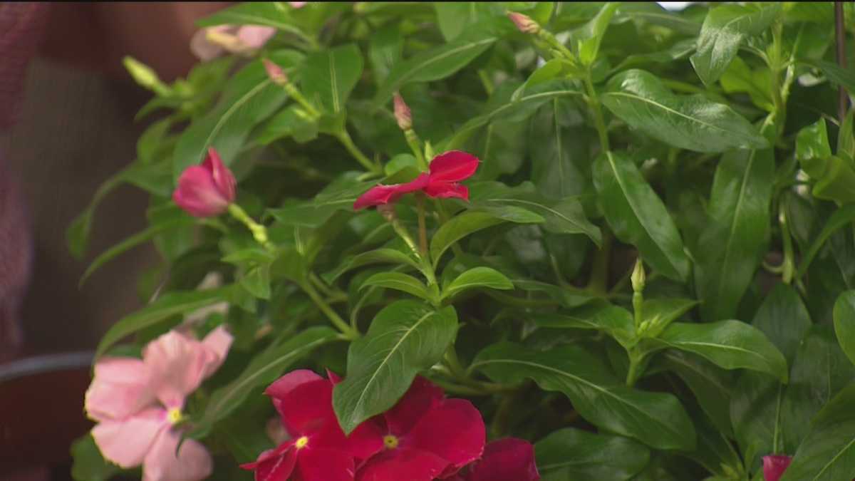 Plant questions Gardenia not blooming