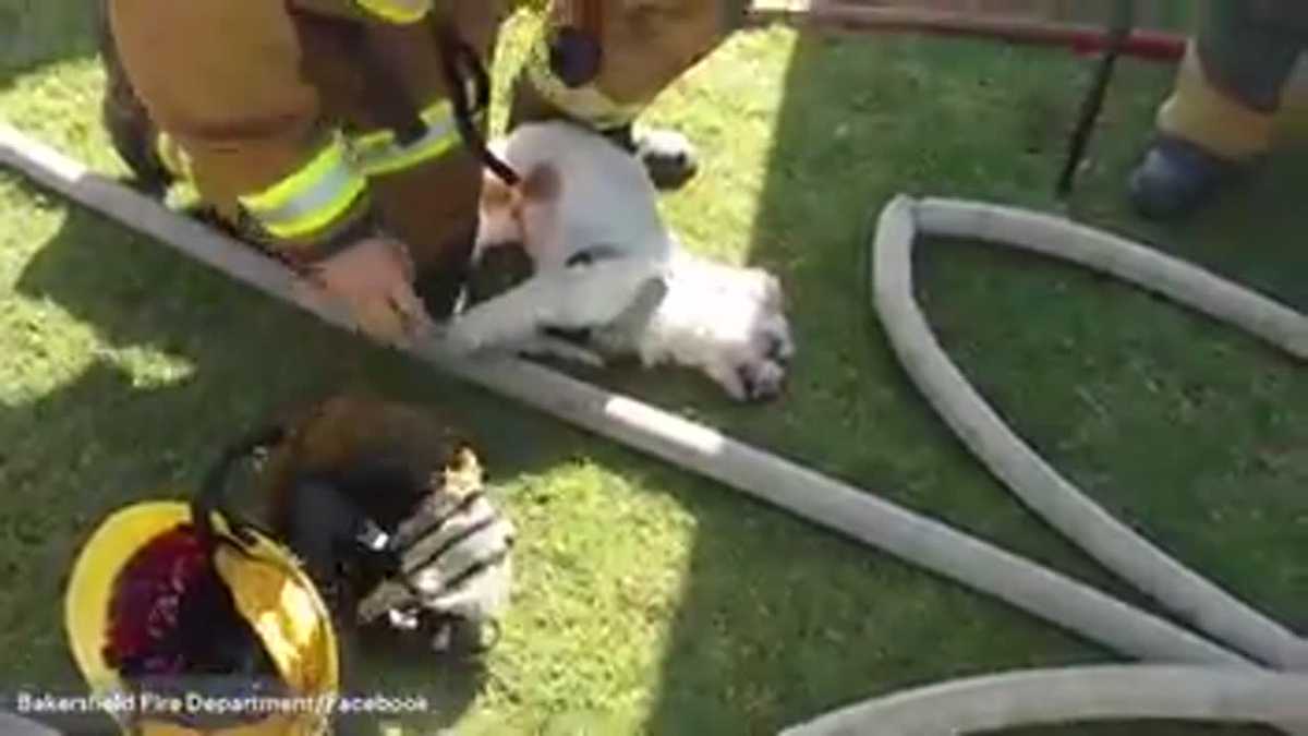 Watch firefighters revive dog after pulling him from burning home