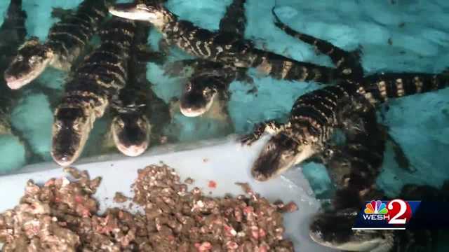 In the swamps: The business and conservation of Florida gator farming - Vimarsana News