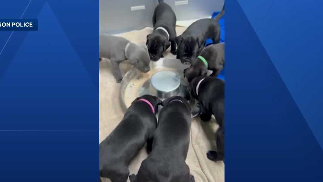 Hudson woman charged with animal cruelty after puppies found in hazardous conditions, police say