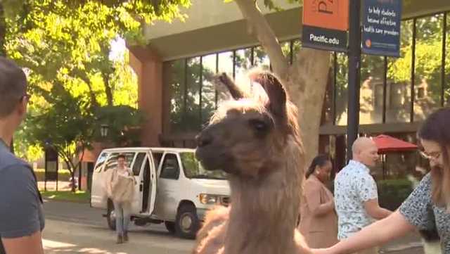 Therapy llamas help law students in Sacramento relax - Vimarsana News