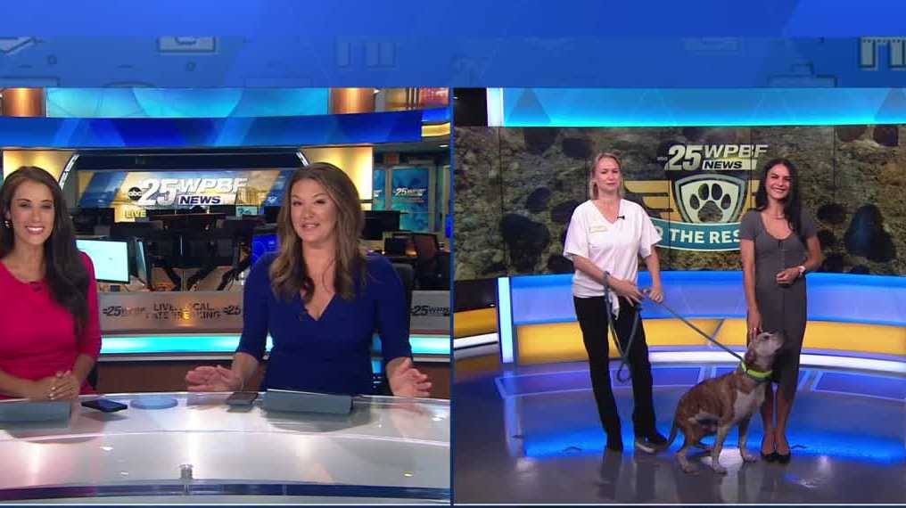 WPBF to the Rescue: Helping animals find forever homes