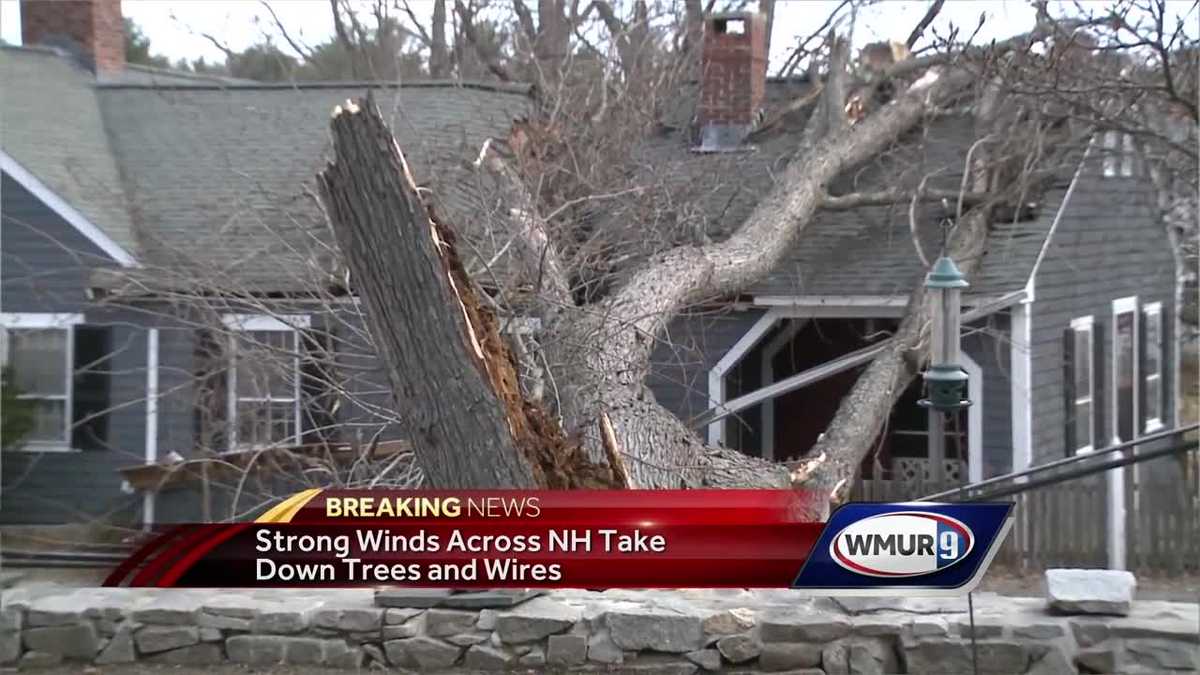 Trees knocked down by powerful winds