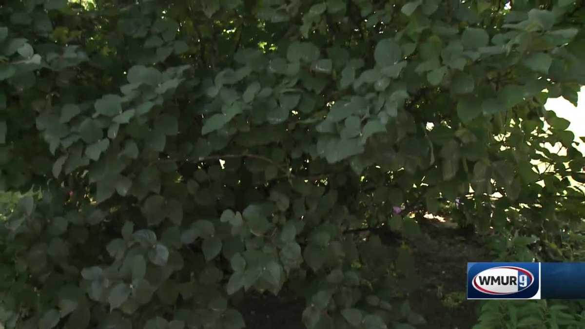 Grow it Green Fertilizing trees, shrubs