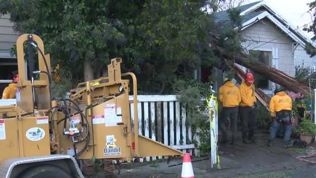 Sacramento tree removal services scramble to meet widespread need - Vimarsana News