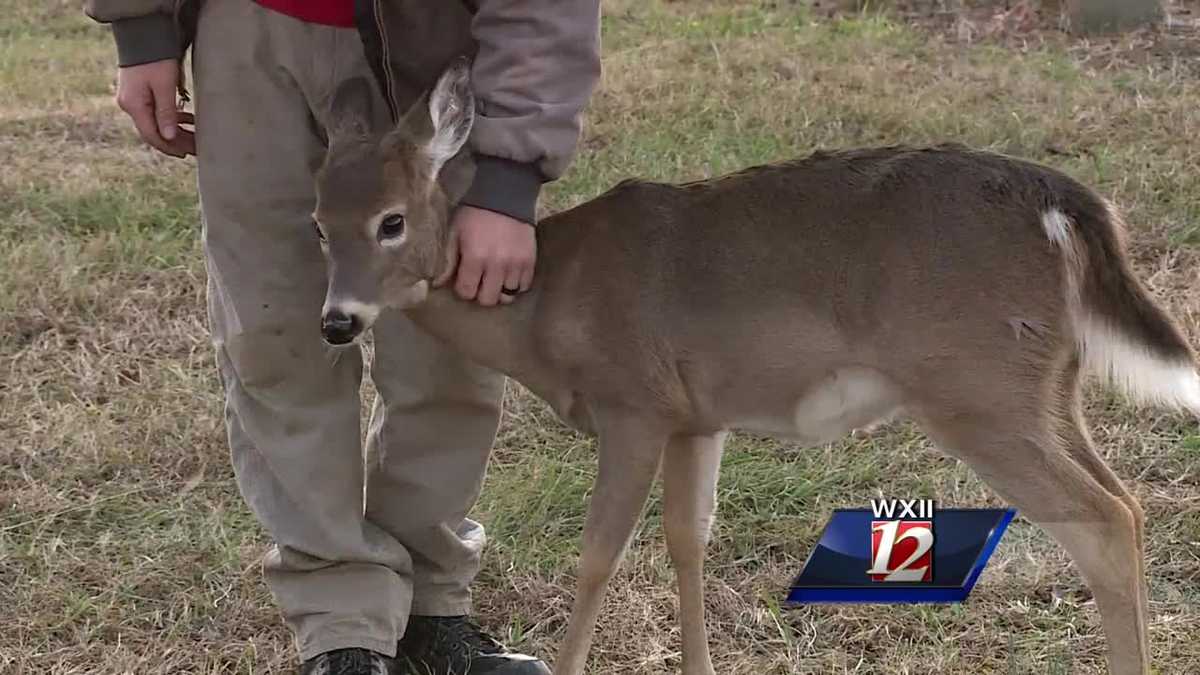 Rescued deer is just one of the herd